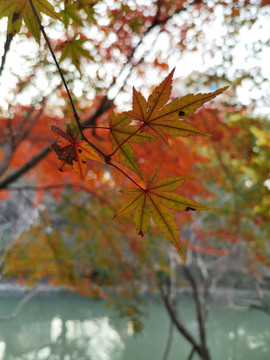 秋天楓樹(shù)楓葉