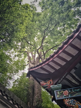九華山風(fēng)景