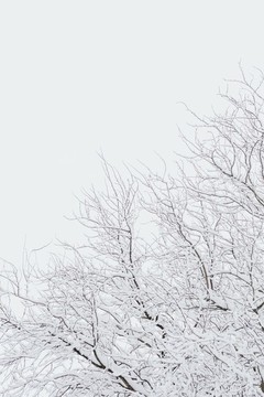 樹上的雪