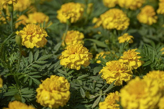 萬壽菊花海