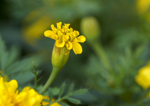 萬壽菊