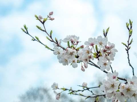 櫻花盛開(kāi)