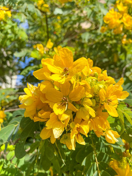 黃槐決明花樹