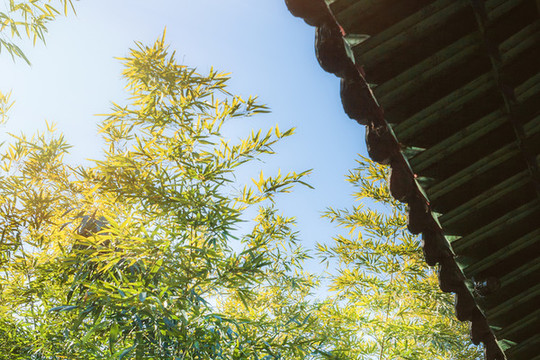 綠色茂盛的竹林自然風(fēng)光