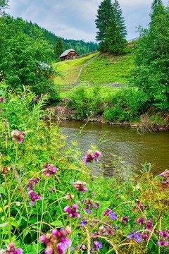 河邊野花