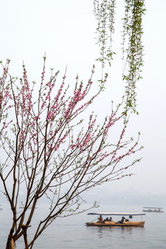 西湖桃花艷
