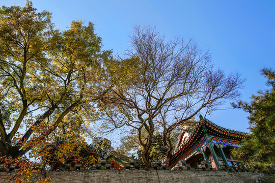 北海公園秋色