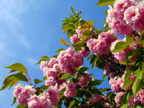 櫻花