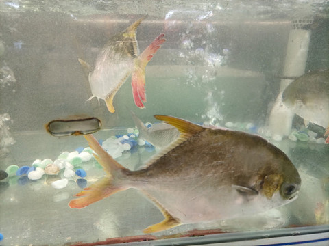鯧魚