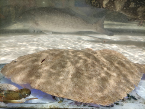 多寶魚