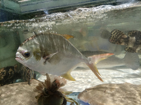 鯧魚