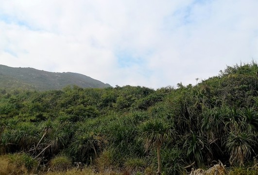 海岸線植物野菠蘿