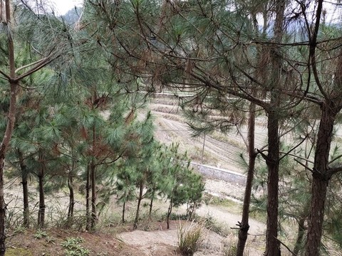 樅樹林背景