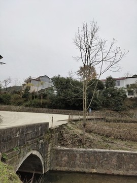樹桿