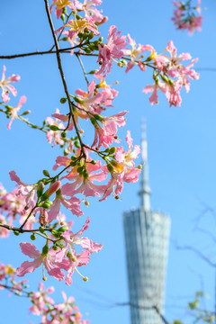 廣州風(fēng)景