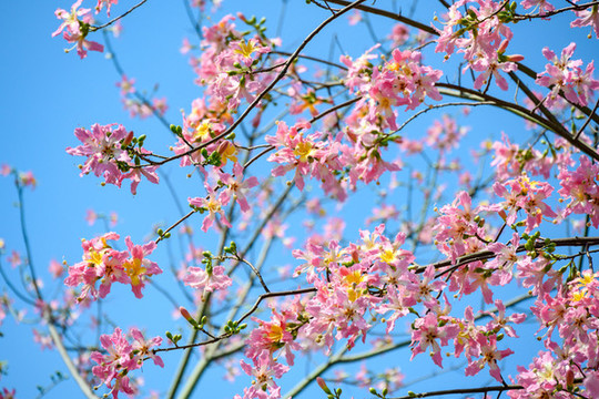 藍(lán)天木棉花