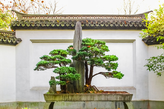 盆景