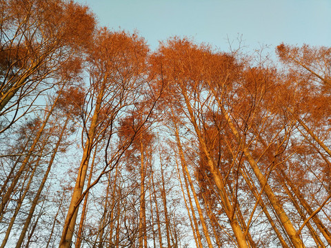 紅火冬日水杉林