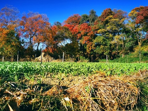 秋天田園上的紅葉大樹