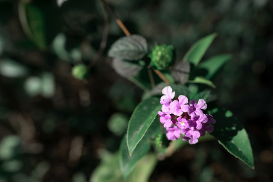 馬纓花