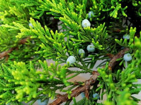 柏樹(shù)枝