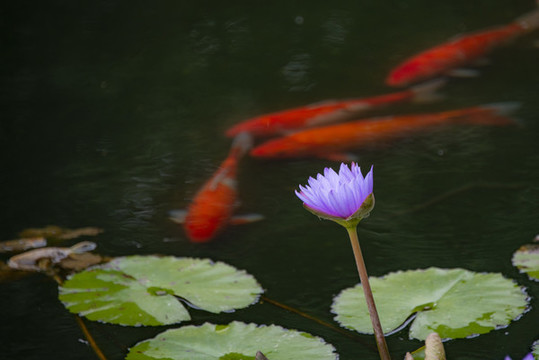 鯉魚蓮花