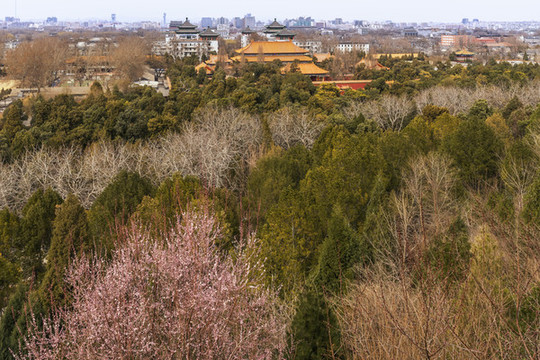 北京景山桃花開
