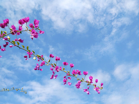 簕杜鵑