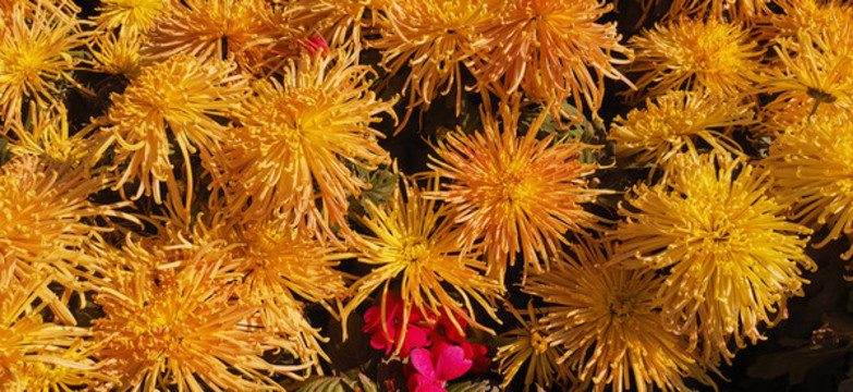 菊花