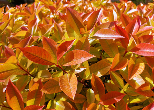 紅葉石楠