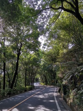 森林