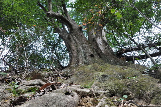 盤根錯節(jié)