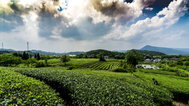 丁香鎮(zhèn)高產(chǎn)茶園