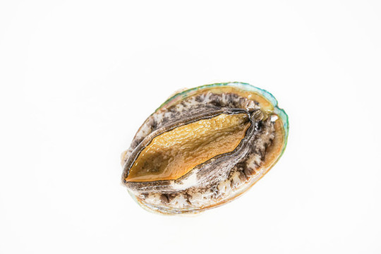 鮑魚