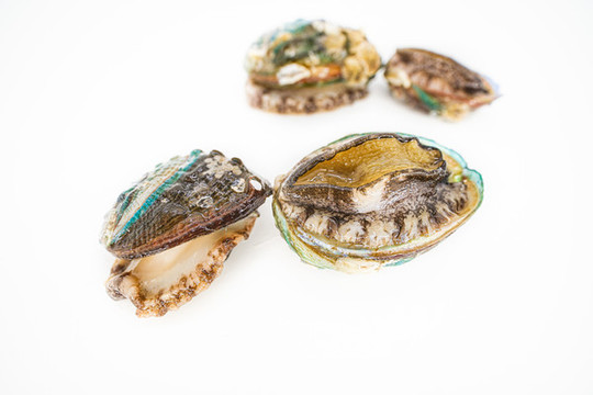 鮑魚