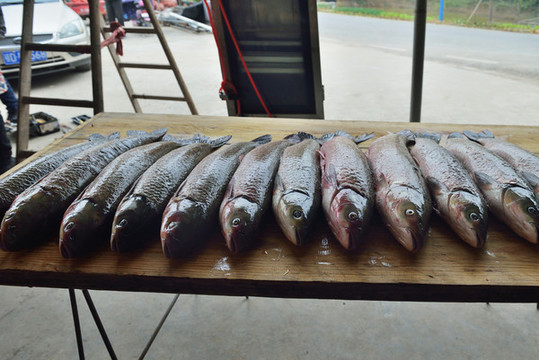廚師殺魚(yú)