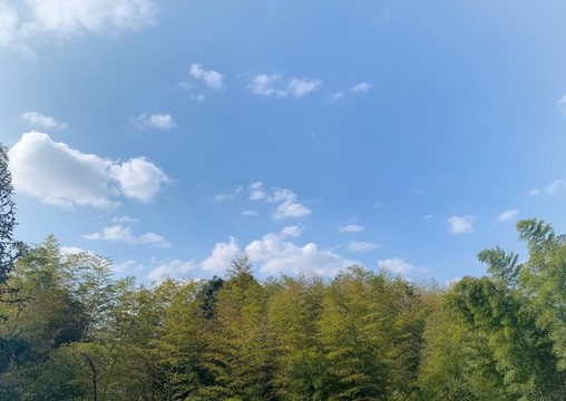 白云竹子