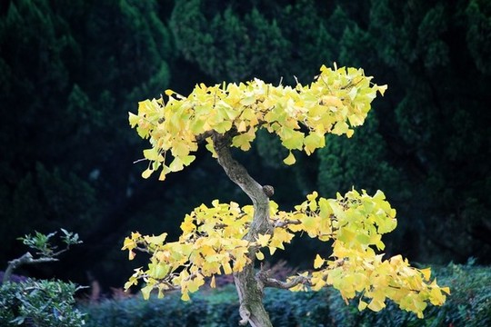 銀杏樹(shù)