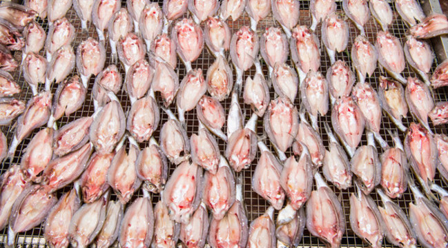 魚