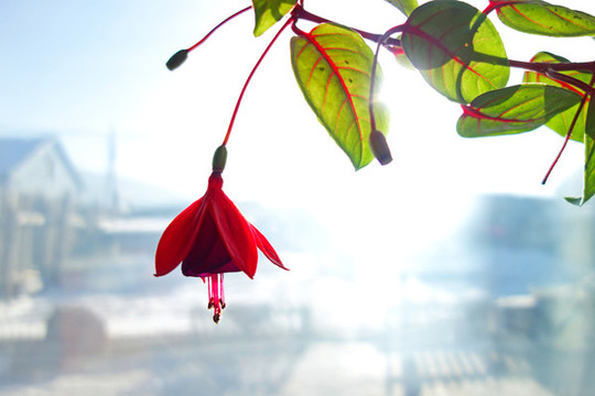 燈籠花