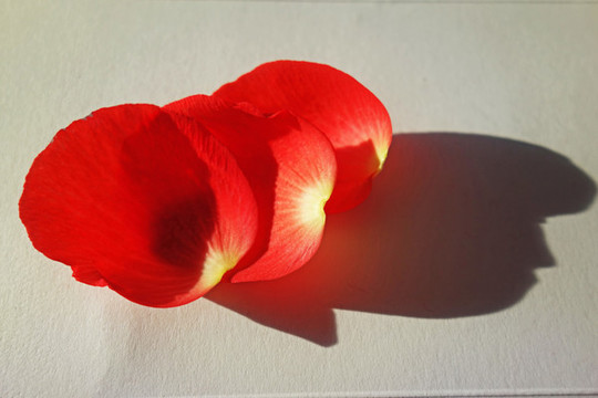 花瓣