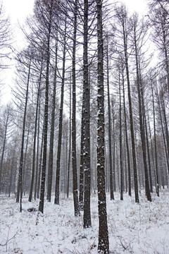 樹林