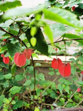 燈籠花