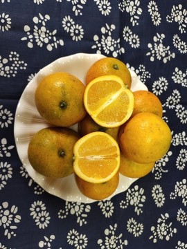 冰糖橙