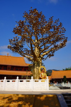 福源寺菩提樹