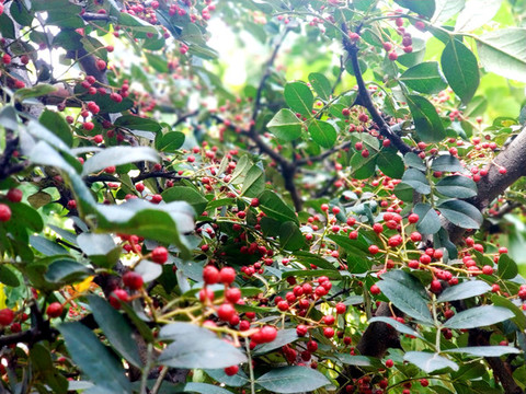 花椒樹的花椒粒