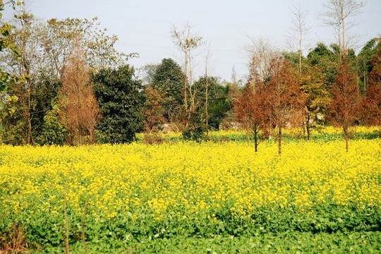 油菜地