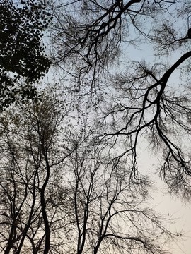 枯樹