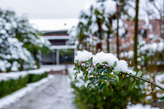重慶迎來大降雪