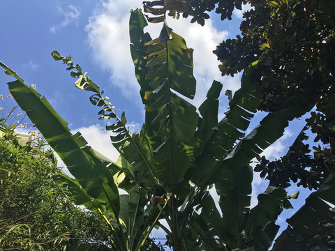 芭蕉葉